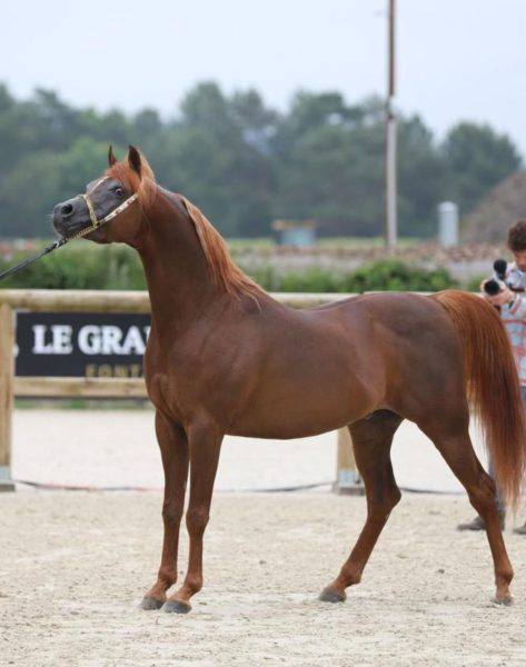 جمال الخيل العربية